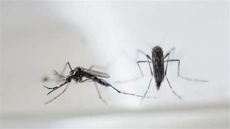 Mosquito Sex Protein Could Stem Disease Spread Science And Tech News