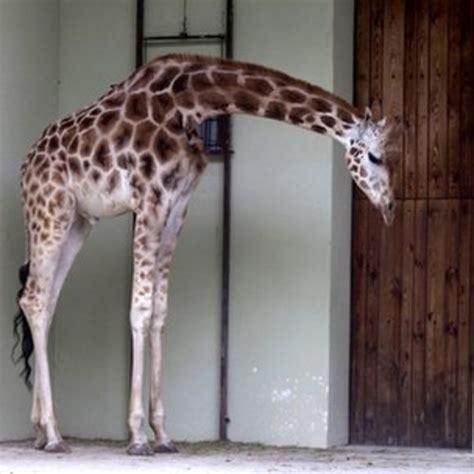 Giraffes Die Of Stress After Polish Zoo Break In Bbc News
