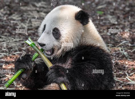 Giant Panda Eating Bamboo Cub Hi Res Stock Photography And Images Alamy