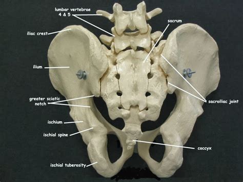 Diagram Of Pelvic Area