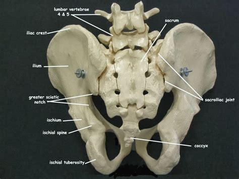 It is held in place by ligaments that are attached to other organs and the pelvic bones. Collection of Pelvic Bones Posterior And Anterior View ...