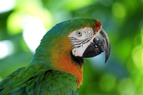 10 Most Colorful Parrot Species