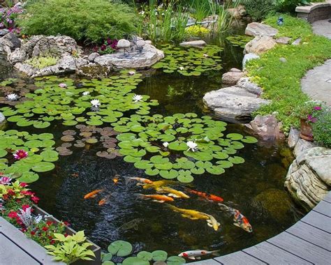 How To Care For Koi Fish In Your Charlotte Pond Charlotte Backyard Ponds