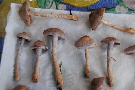 Magic Mushrooms Found In Bc Help Identifying Mushroom Hunting And