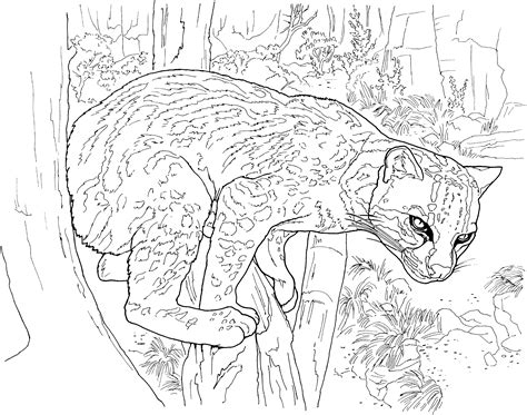 Snow Leopard Coloring Page Coloring Home