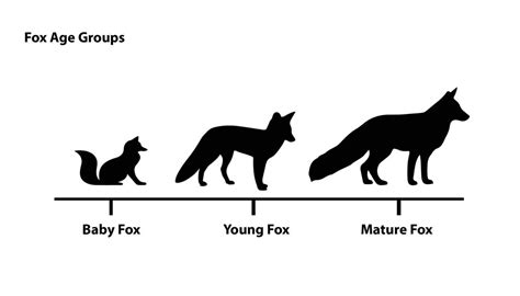 How Long Do Foxes Live Life Span Of A Fox All Things Foxes