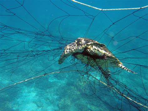 Why Are Sea Turtles Endangered Sea Turtle Conservation Bonaire