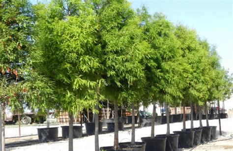 11 Best Fast Growing Trees For Privacy And Considerations When Choosing