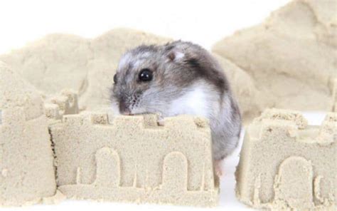 Hamster Sand Bath Guide Benefits Tips And A Cute Video