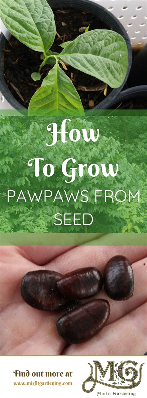 How To Grow Pawpaw Trees From Seed Organic Vegetables Seeds Growing