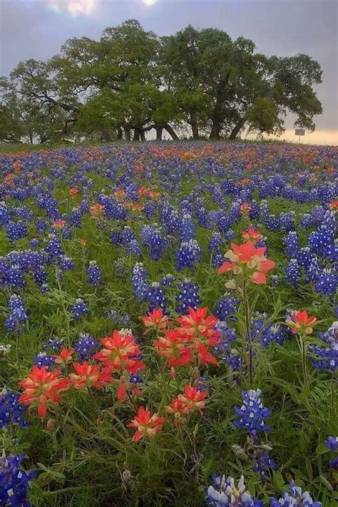 34 Beautiful Central Texas Landscaping Ideas Texas Landscaping