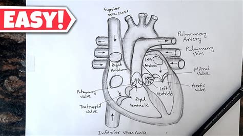 Human Heart Diagram Drawing With Labelled Class 10 Human Heart Youtube