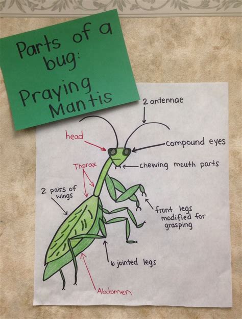 Praying Mantis Life Cycle Worksheet