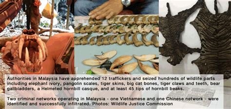 Immigration department, government audit department. Malaysia: 12 Wildlife Traffickers Busted with Ivory ...