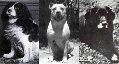 Extinct Dog Breeds You Never Knew Existed