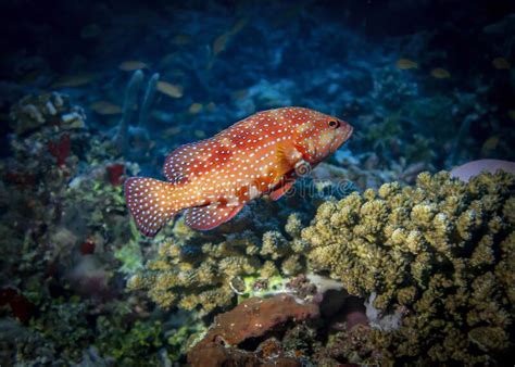 Coral Grouper Fish At The Bottom Of The Indian Ocean Stock Image