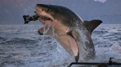 Why Are More Sharks Attacking Humans Video Abc News