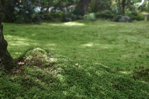 Maybe you would like to learn more about one of these? Branntkalk gegen Moos einsetzen » (Wie) Geht das?