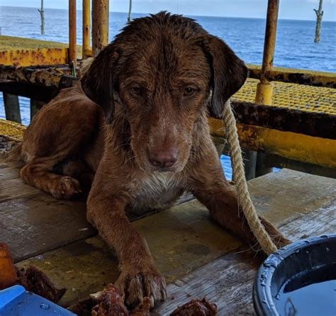 Dog Rescued After Being Found Swimming Past Oil Rig 130 Miles From