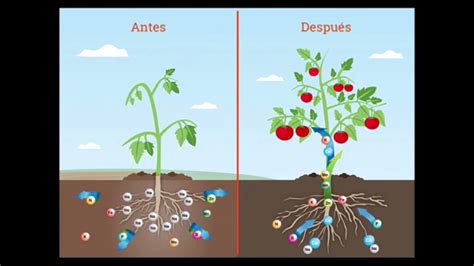 Funcion De Los Nutrientes En Las Plantas Youtube