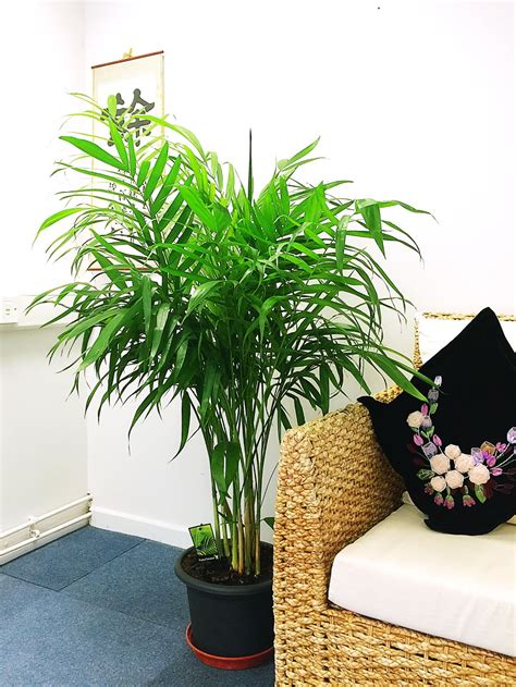 Great Ideas 55 Small Indoor Evergreen Plants