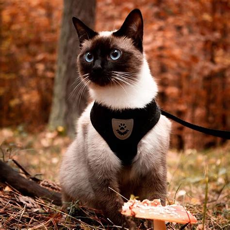 14 Facts That Will Make You Want A Siamese Cat Petpress