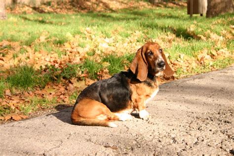 dogs facts  basset hounds