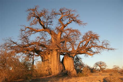 Baobab Fascinating Africa