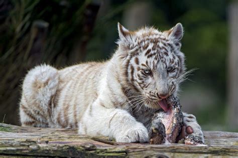 What Do White Tigers Eat White Tiger Diet White Tiger Food