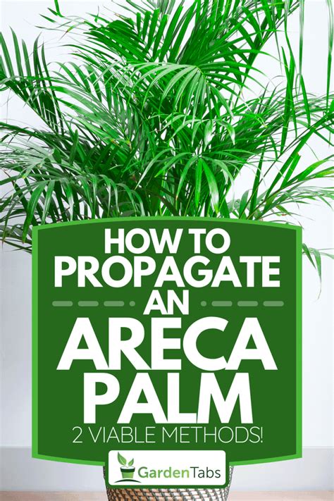 How To Propagate An Areca Palm 2 Viable Methods