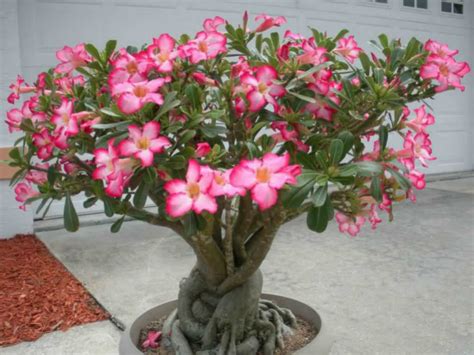 Adenium Obesum Desert Rose World Of Flowering Plants