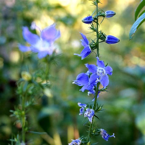 Tall Bellflower Campanula Americana Wild Seed Project Shop