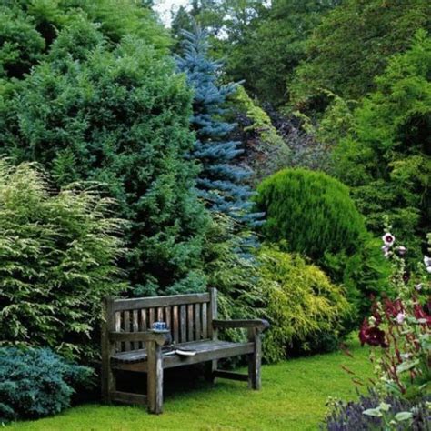 Benefits of planting privacy trees. Evergreen Trees For The Garden | Privacy landscaping ...