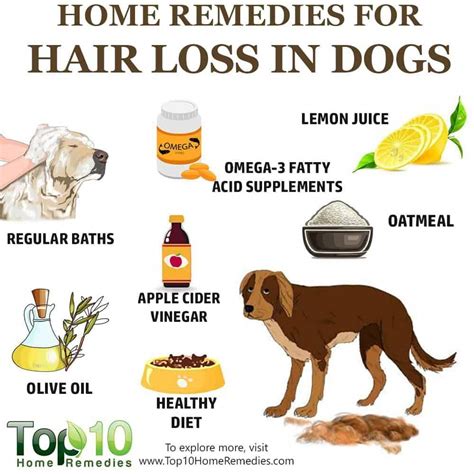 Alopecia Alopecia Dog Hair Loss Hair Loss Home Remedies For Hair