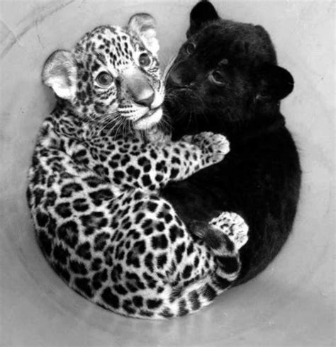Baby Panther And Baby Jaguar Rainforest Pinterest Baby Panther Baby Jaguar And Panthers