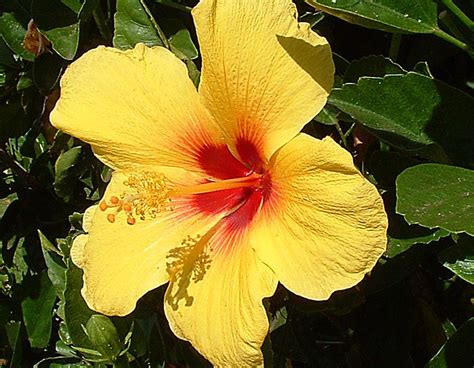 Hawaiis State Flower The Yellow Hibiscus Is Hawaiis Stat Flickr