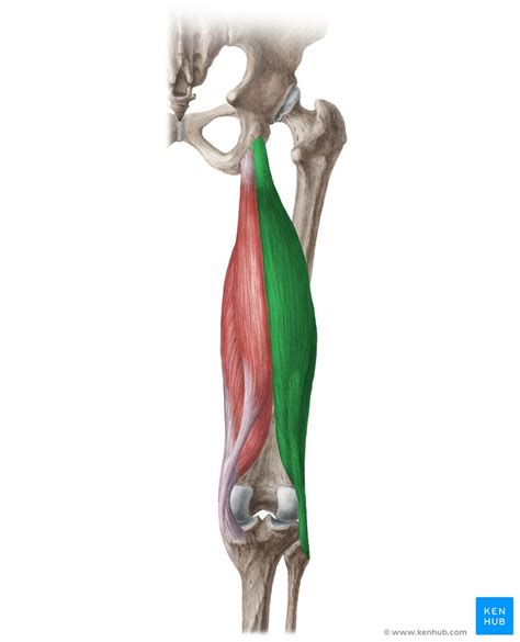 Biceps Femoral Origem E Inserção