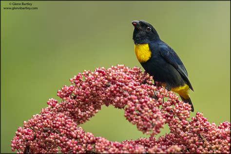 Tanagers Showcase Gallery