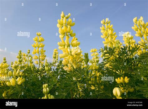 Stunning Lupins Hi Res Stock Photography And Images Alamy