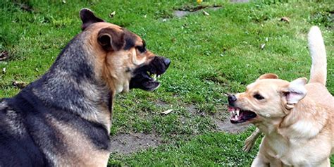 How To Understand Fear And Dominance Aggression In Dogs