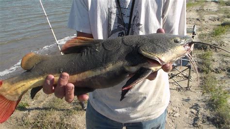 Rare Exotic Fish Caught In North America Redtail Catfish From South