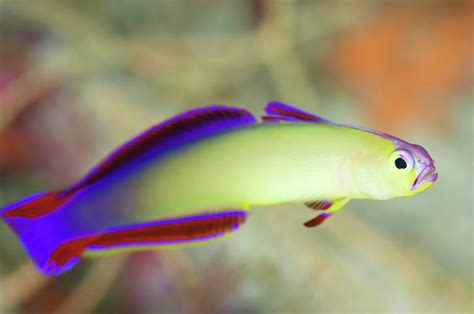 Purple Fire Goby Photograph By Scubazooscience Photo Library Pixels