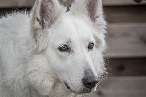 Top 107 White Long Haired German Shepherd Puppies