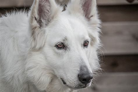 White German Shepherd Long Coat Puppy Img Vip