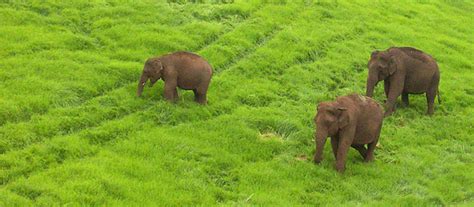 Elephant attack in aanaimalai sanctuary munnar elephant attack elephant chasing in tamil. Munnar Tour, Munnar Tourist Attractions, Munnar Holiday ...