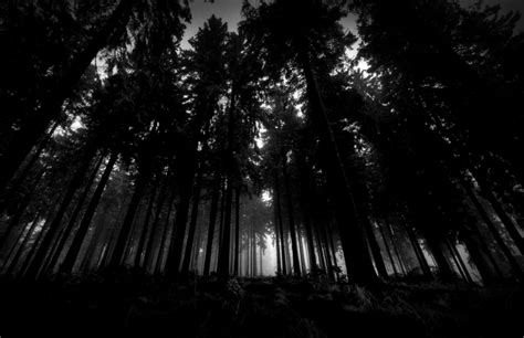 Download Forest Wallpaper Cave