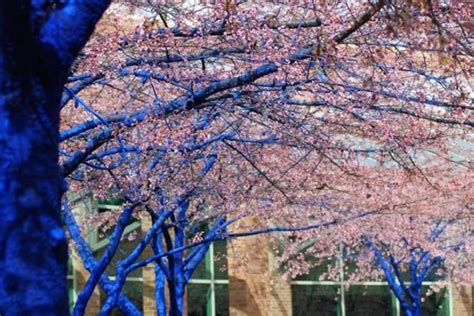 Stunning Electric Blue Trees Spring Up In Seattle