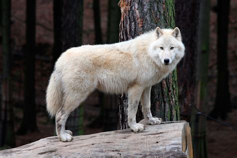 Download White Wolf Animal Wolf Hd Wallpaper