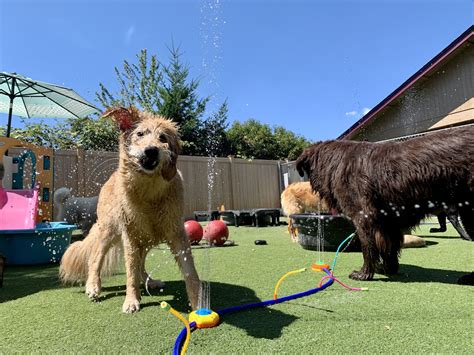 Welcome to Doggy Utopia! — A Dog's Best Friend