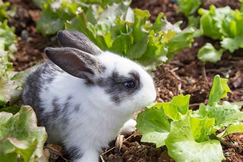 How To Keep Rabbits From Eating Your Plants Better Homes And Gardens